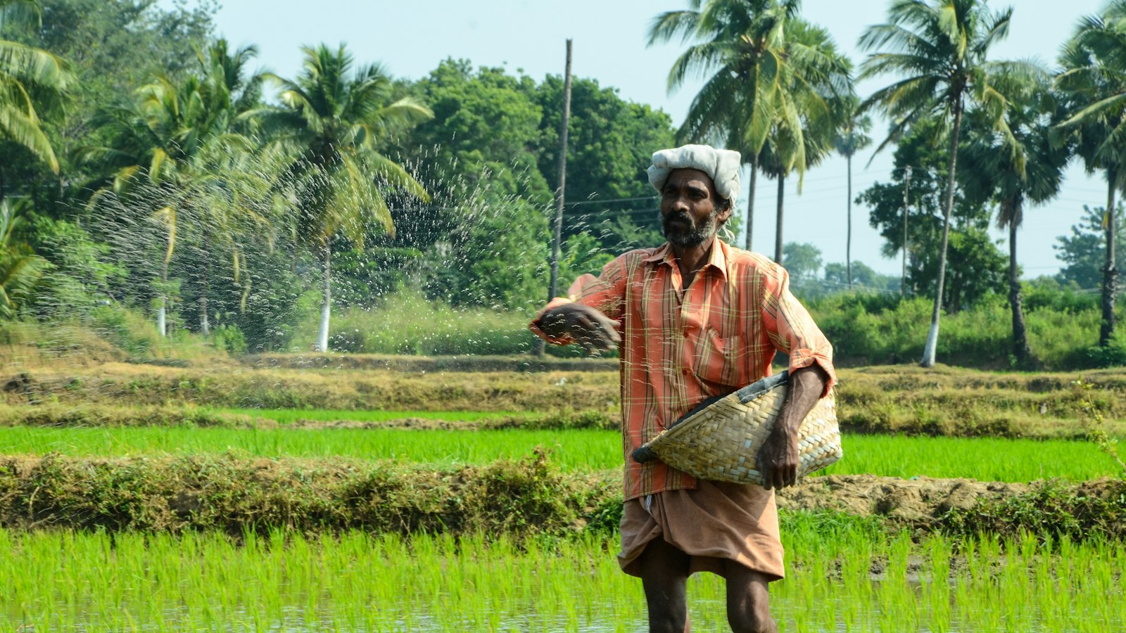 Farmer working in a green field